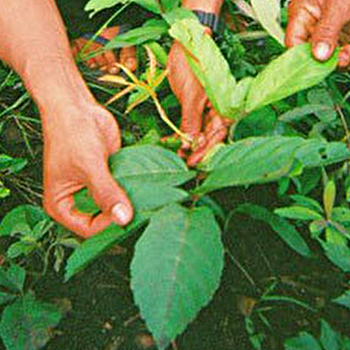 Le Champ de la Vigne - DORNES