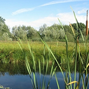 Le petit peuple du marais - MONTCEAUX-L'ETOILE