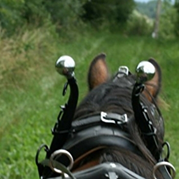 Elevage des Maziers - VARENNES-SAINT-SAUVEUR