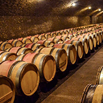 Demi journée vélo et vin en Cote de Nuits - NUITS-SAINT-GEORGES