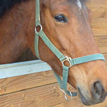 Écuries du Pré Doré aux Pateys - ESPRELS