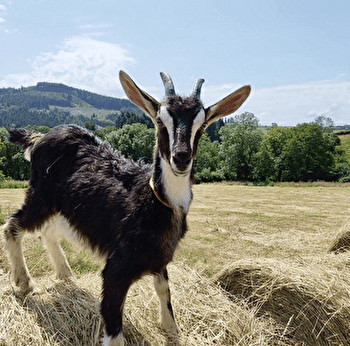 Les Coulisses du Terroir - La Ferme de Masolat - DOMPIERRE-LES-ORMES