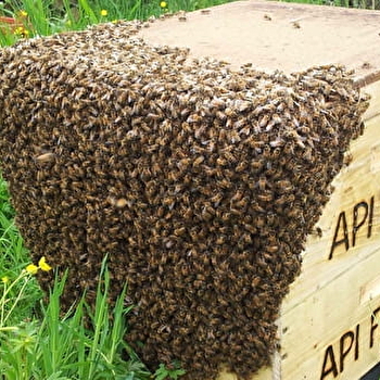 API FOREST - GOUHENANS