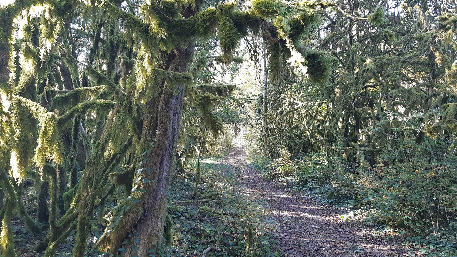 Circuit VTT n°8 (rouge) - Château de Rosy et le col des Justices