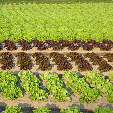 Circuit randonnée : Boucle des Corneillons