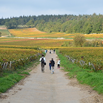 Randonnée pédestre au coeur des célèbres vignobles en Bourgogne - DIJON