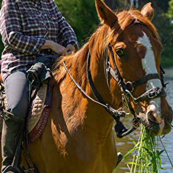 Les Chevaux du Val d'Arroux - LA CHAPELLE-SOUS-UCHON