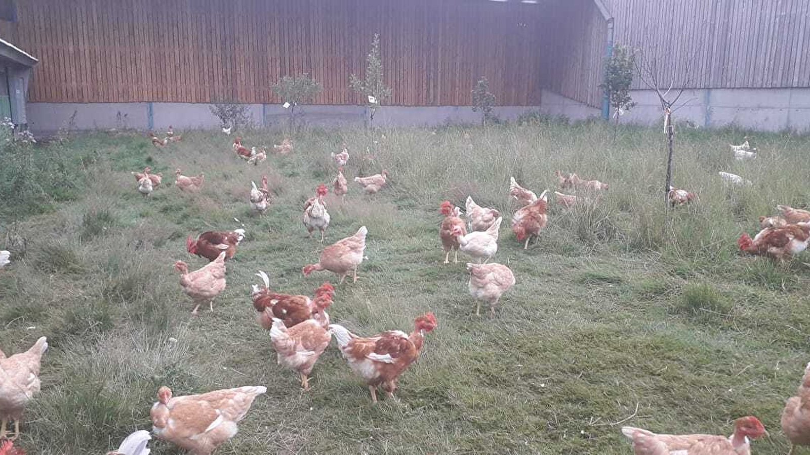 Le Charme des poulets d'ici