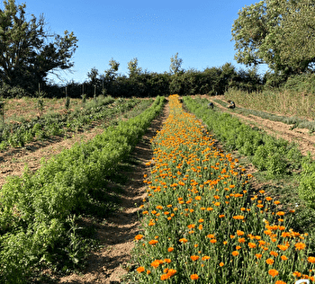 Brin d'Ortie - LONGECOURT-LES-CULETRE