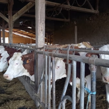 Oh la vache ! Visite d'une exploitation fromagère familiale - AVRIL-SUR-LOIRE