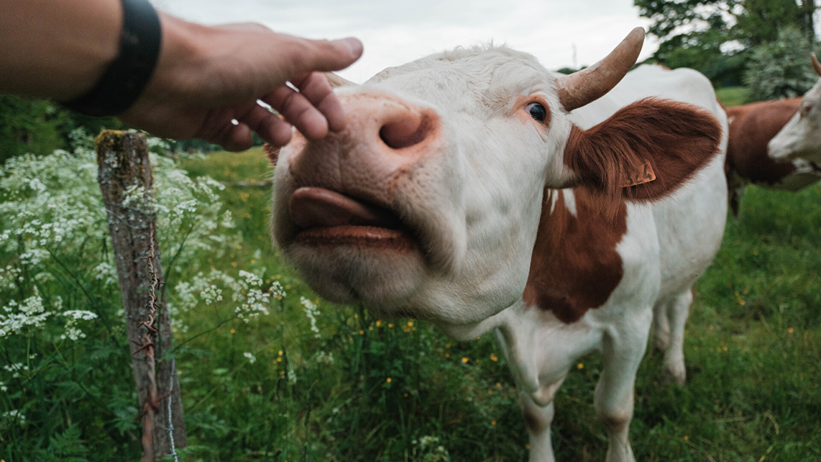 Savoure Montbéliard