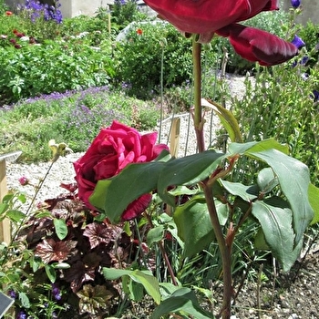 Maison du Patrimoine - REMORAY-BOUJEONS