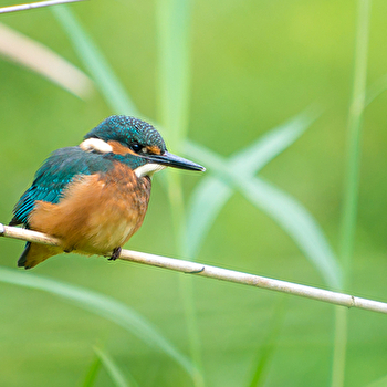 Les oiseaux au fil des saisons - GEVRY