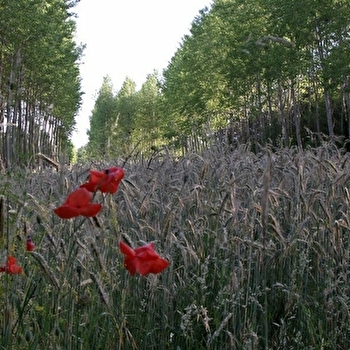 Le petit circuit des moulins - LOUHANS