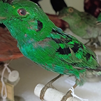 Mon oiseau exotique - Atelier pour les 7/12 ans - AUTUN