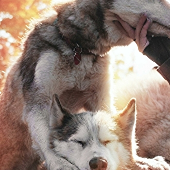 Nordikroad - Chiens de traineaux - LUGNY