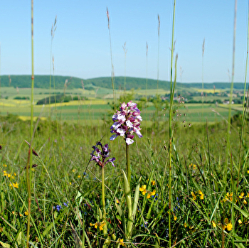 La butte aux orchidées - ARBOURSE