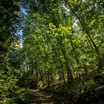 La balade des rhododendrons - DOMPIERRE-LES-ORMES