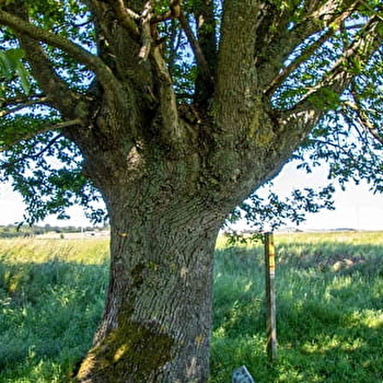  Sentier de la Bataille - FONTENOY