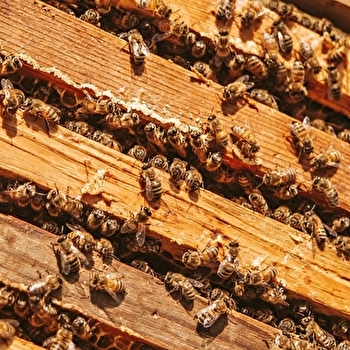 Kalumiel Miel de l'Ours - LUCENAY-L'EVEQUE