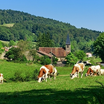 GR 9 de Saint-Amour à Mijoux - SAINT-AMOUR