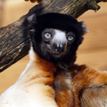 Muséum – Citadelle de Besançon - BESANCON