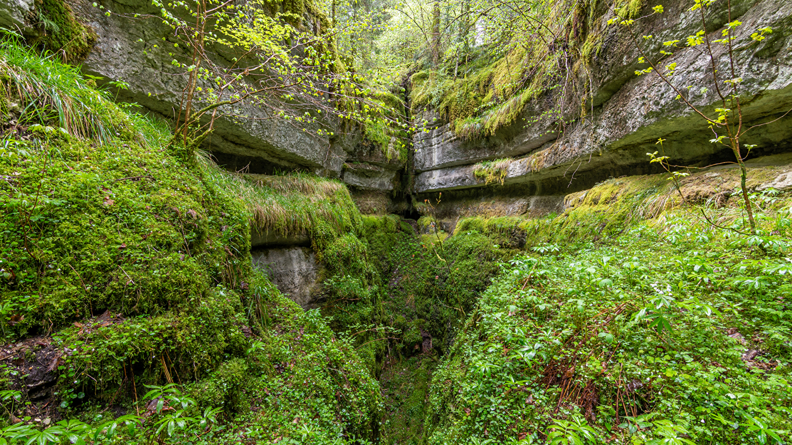 Les Aventures Fankarstiques - Ô des bois