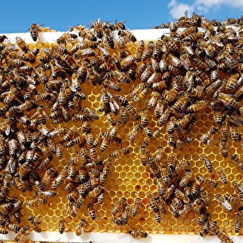 Le Rucher du Mas Gaby - PLEURE