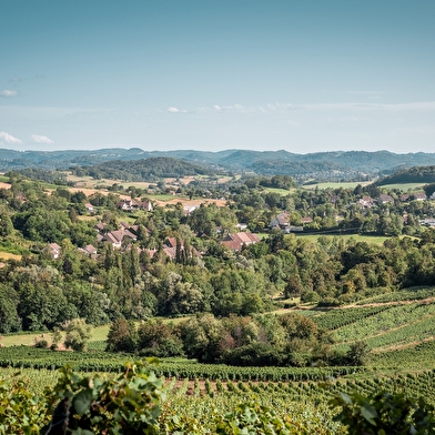 Vignoble et Châteaux - 88B