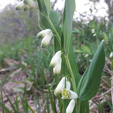 Randonnée : Les fleurs de printemps _ENS2026  'sur réservation'