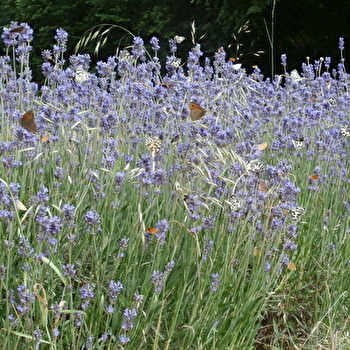 Vivaces & Vagabondes - SAINT-GENGOUX-LE-NATIONAL