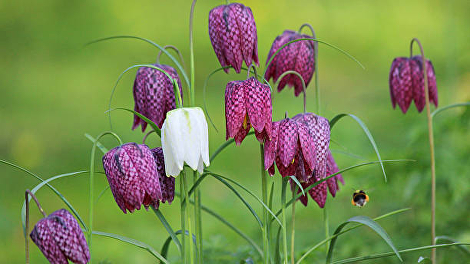 Herbes de Menou - Pépinière