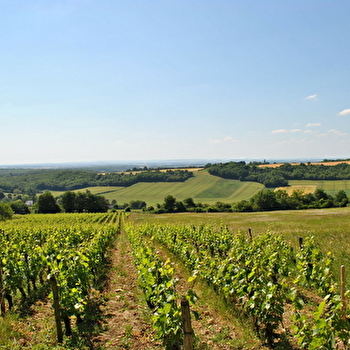 Fougères et champignons - 2 - MURLIN