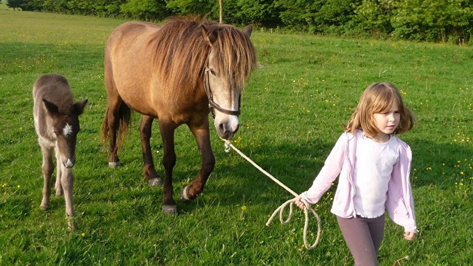 Domaine de la Loge - École d'équitation