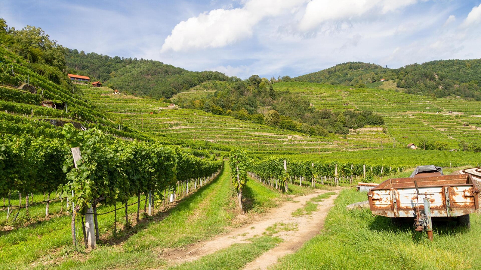 Escapade au coeur des vignobles auxerrois et chablisien