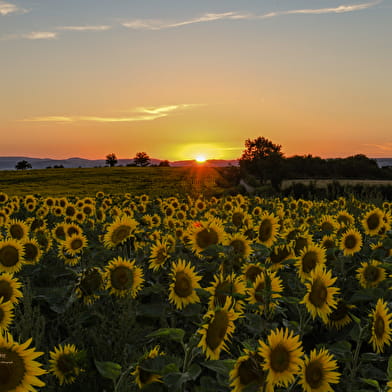 Fabien ZUDDAS photographe