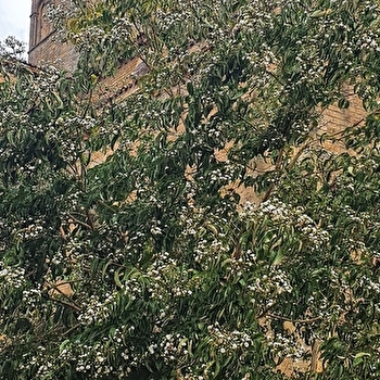 Visite guidée 'Les arbres' - PARAY-LE-MONIAL