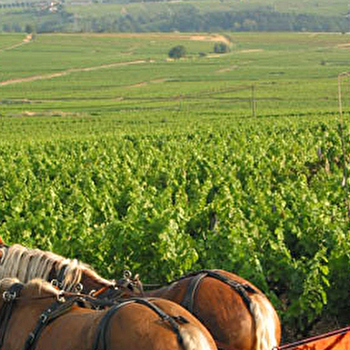 Château des Broyers - LA CHAPELLE-DE-GUINCHAY