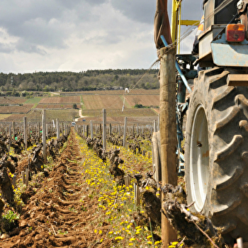 Jeanniard Alain - MOREY-SAINT-DENIS