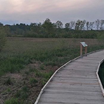 Un soir au marais de Massilly - MASSILLY