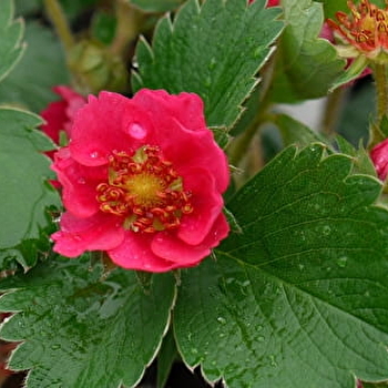 Le Jardin du Morvan - LAROCHEMILLAY