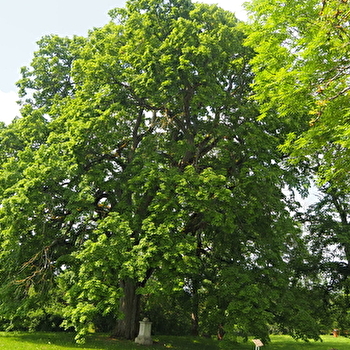 Le Tilleul de Chaignay - CHAIGNAY