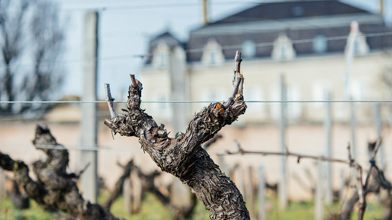 Château du Moulin-à-Vent, témoin de l'oeuvre du temps