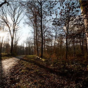 Vieux Tilleul - BESANCON