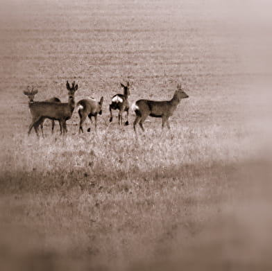 Randonnée : Approche matinale de la faune forestière ENS2026 - sur réservation