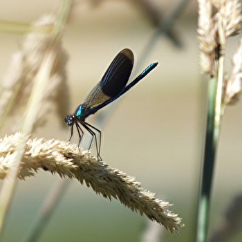 Sortie nature : La mare aux Demoiselles - MAGNY-COURS