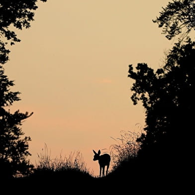 Balade nocturne _ENS2026  'sur réservation'