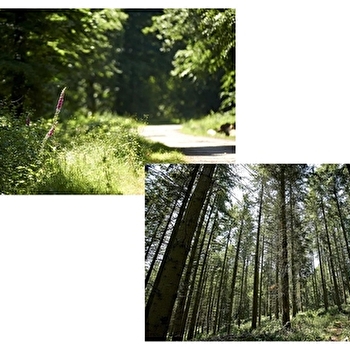 Boucle du Bois de Brenil - SAULIEU