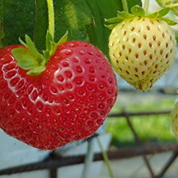 Parfums de terroir - TAIZE