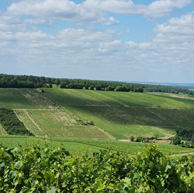 Vititours - Balade en trottinette électrique